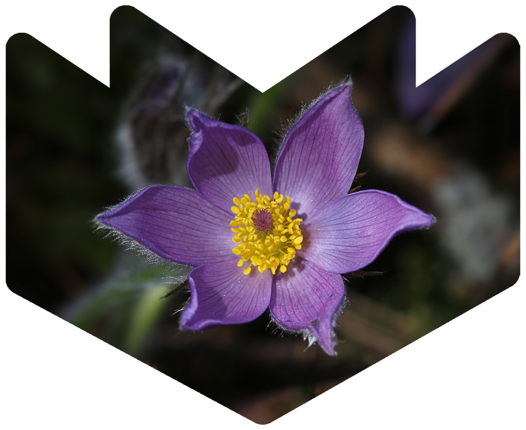 Une grosse fleur de crocus mauve et jaune sur un fond foncé.